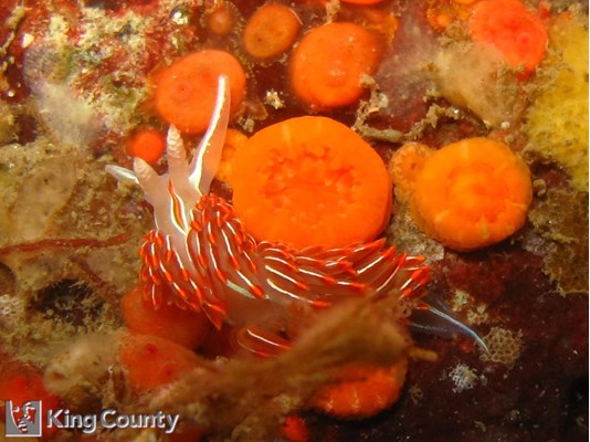 Photo of Hermissenda crassicornis